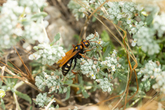 Cryptocheilus octomaculatus