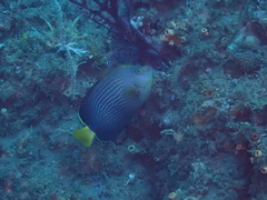 Maze Angelfish photo 1