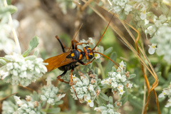 Cryptocheilus octomaculatus