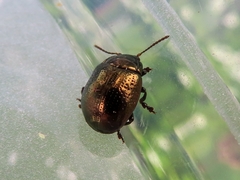Chrysolina oricalcia