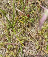 Lysimachia minima