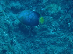 Maze Angelfish photo 2