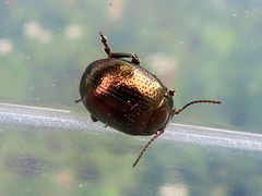 Chrysolina oricalcia