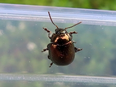 Chrysolina oricalcia