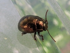 Chrysolina oricalcia