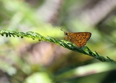 Ampittia virgata