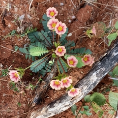 Biophytum poterioides