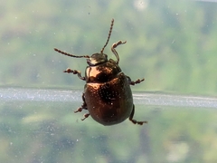 Chrysolina oricalcia