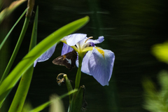 Iris virginica