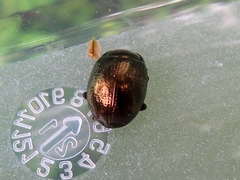 Chrysolina oricalcia