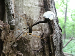 Megarhyssa atrata