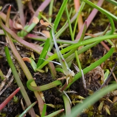 Littorella uniflora