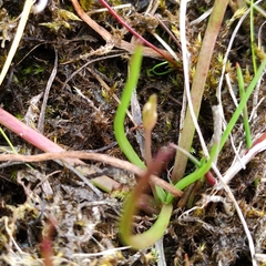 Littorella uniflora