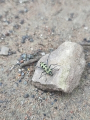 Chlorophorus herbstii