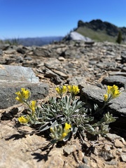 Physaria occidentalis occidentalis