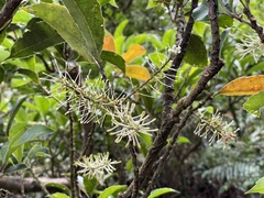 Helicia rengetiensis