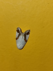 Sphragifera biplagiata