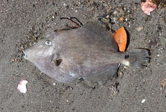 Stephanolepis cirrhifer