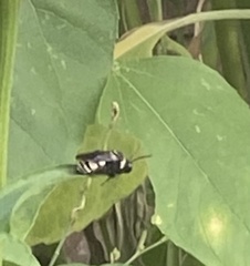Triepeolus concavus