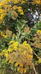 Senecio brachypodus