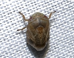 Clastoptera querci
