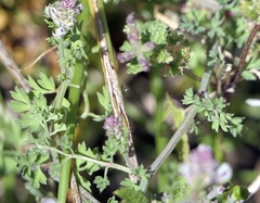 Fumaria agraria