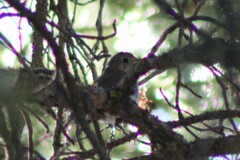 Catharus guttatus auduboni