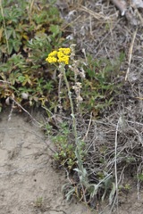 Achillea tomentosa