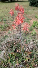Aloe parvibracteata
