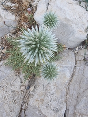 Echinops spinosissimus