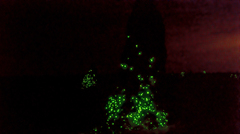 Pyrearinus termitilluminans