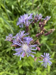 Lactuca sibirica
