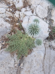 Echinops spinosissimus
