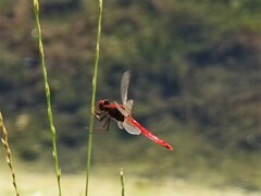 Crocothemis erythraea