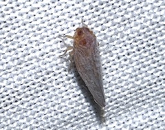 Omolicna