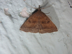 Pechipogo plumigeralis