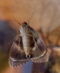 Catocala muliercula
