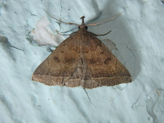 Pechipogo plumigeralis