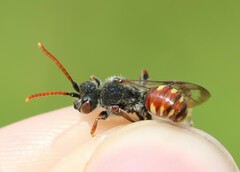 Nomada armata
