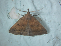 Pechipogo plumigeralis