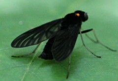 Chrysopilus velutinus