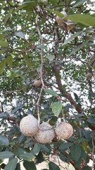 Tabernaemontana elegans