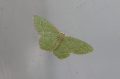 Thalera pistasciaria