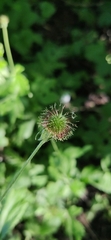 Geum urbanum