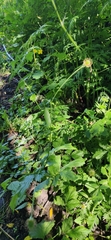Geum urbanum