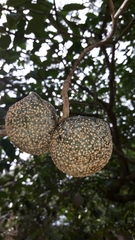 Tabernaemontana elegans