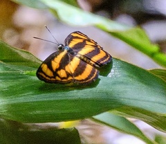 Lasippa tiga siaka