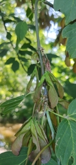 Acer negundo