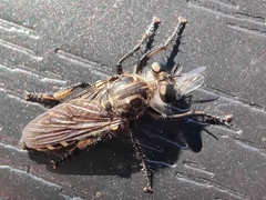 Cyrtopogon lateralis