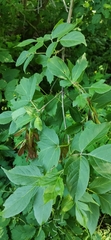 Acer negundo